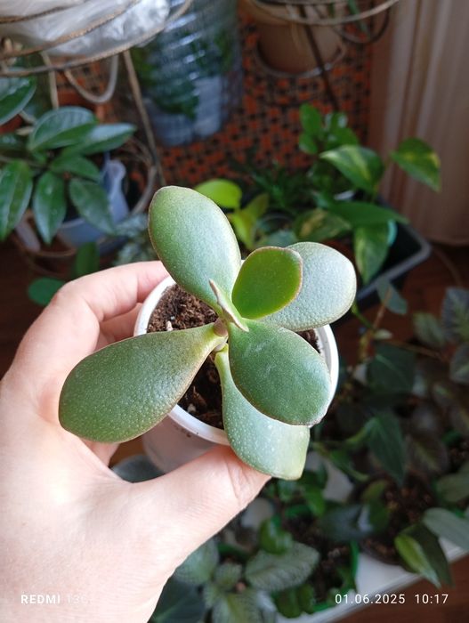 Продам отростки, суккуленты