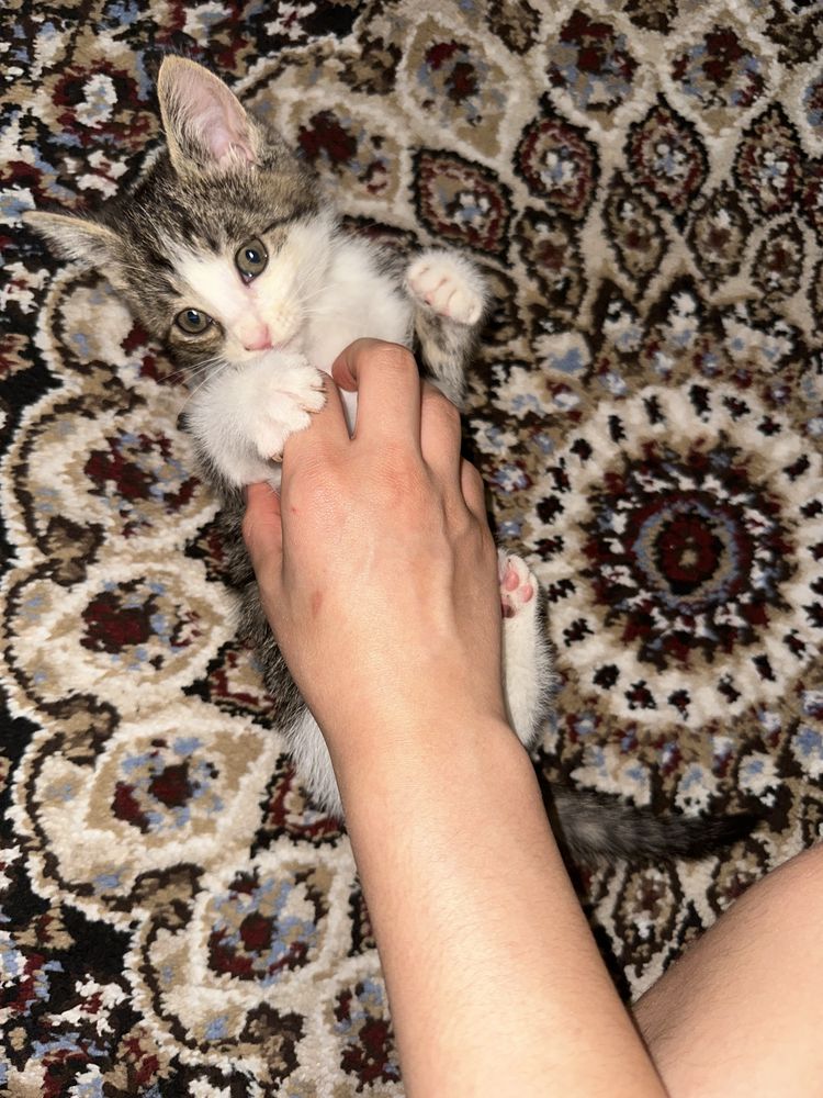 котенок 3 месяца, игривая и  очаровательная