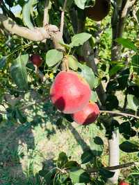 Pomi fructiferi wiliams rosu nuc migdal