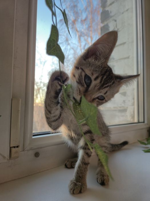 Невероятно ласковый котенок