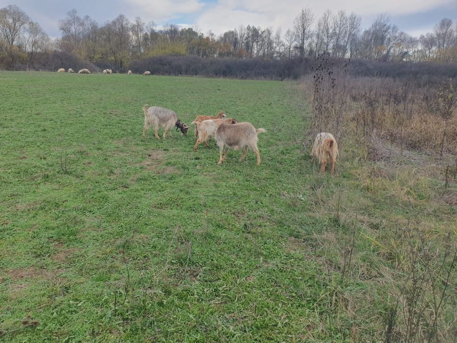 Vând 4 capre și un tap