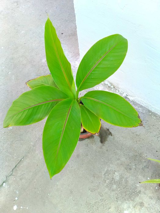 Plante aromatice in ghivece, piper, dafin, eucalipt, bananier, maslin