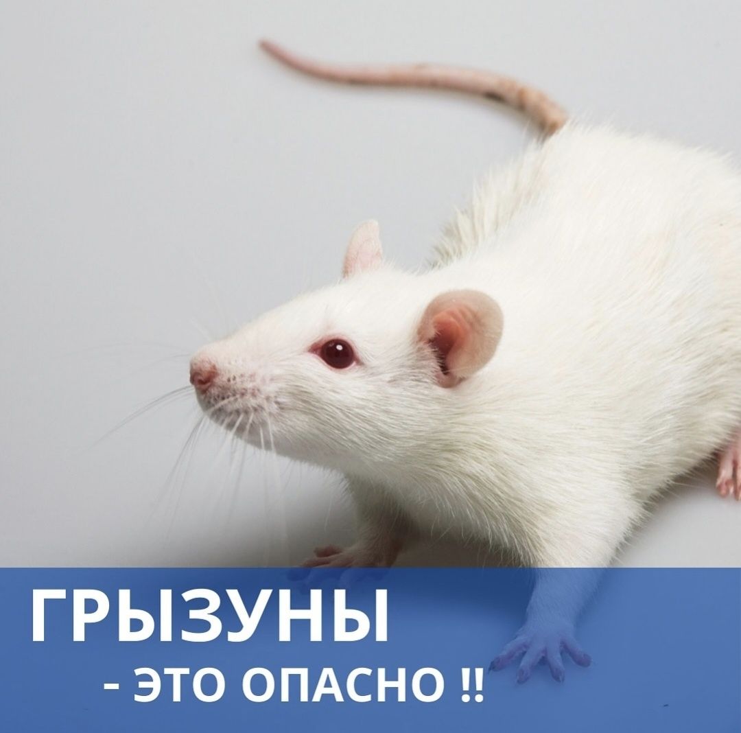 Dezinfeksiya 24/7