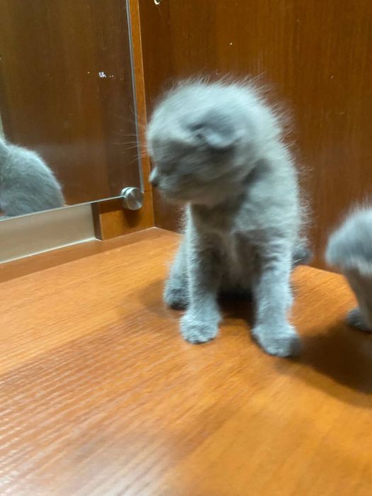 Котята 3 шт. Шотландская веслоухая кошка, котята. Правильная вязка. Об