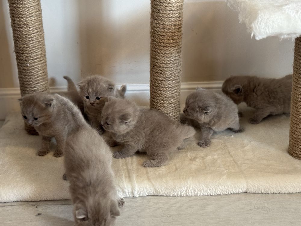 Британски и шотландски котета