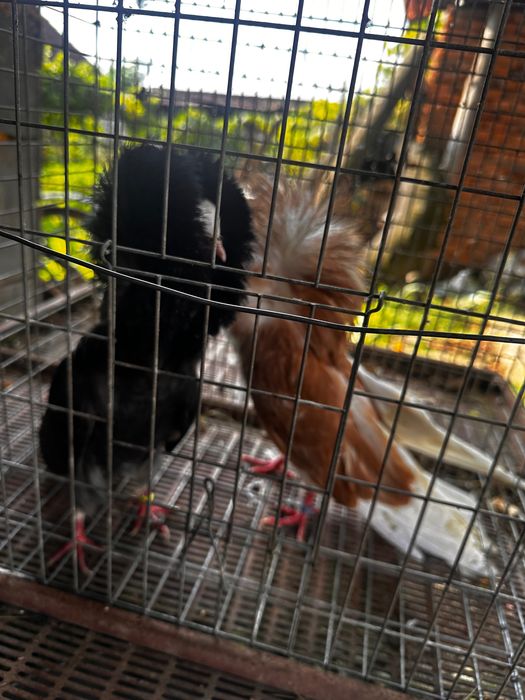 Vand porumbei de diferite rase