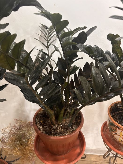 Черный доллар, замиакулькас