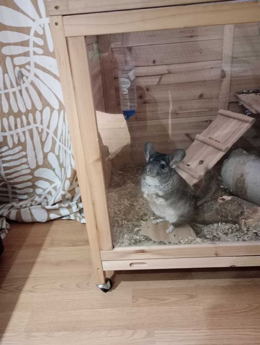 Chinchilla de vanzare