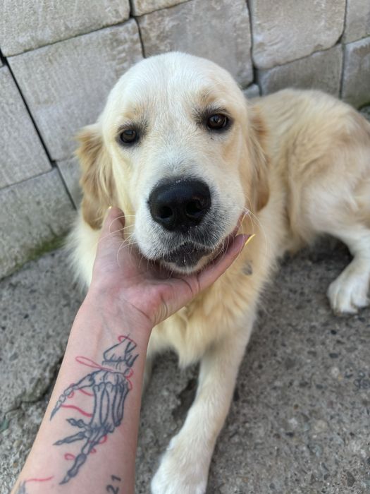 Catelus golden retriever