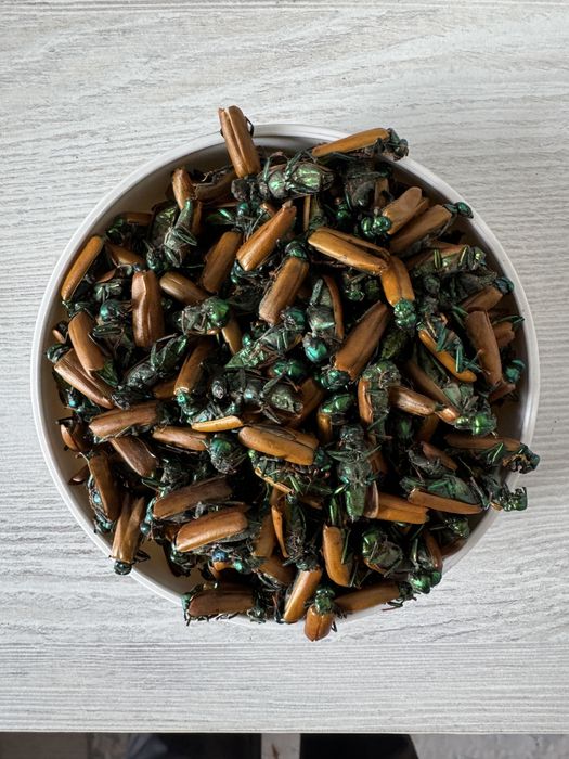 Алтын коныз майский жук золотой жук