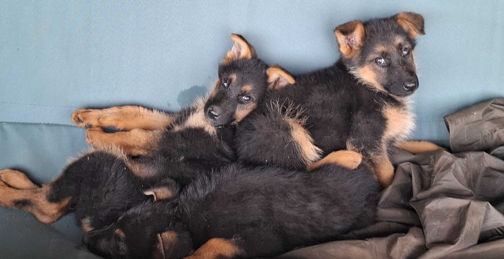 Немски   Овчарки