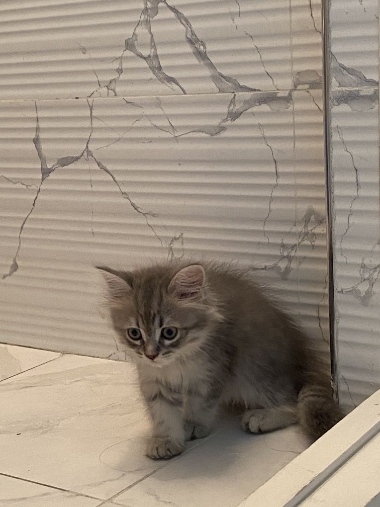 Продается катята шиншила