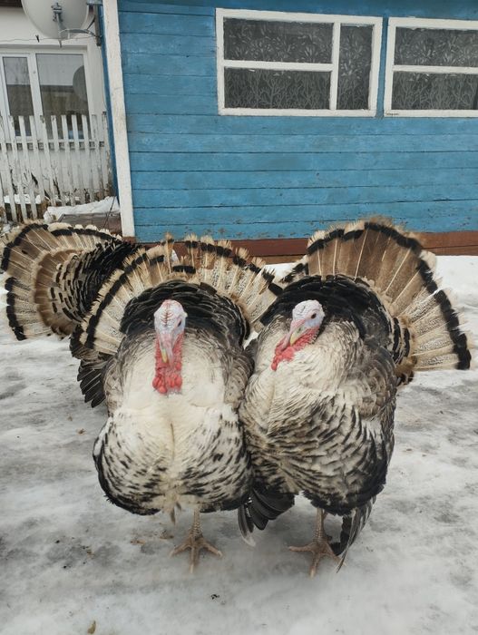Продам индюков!!!