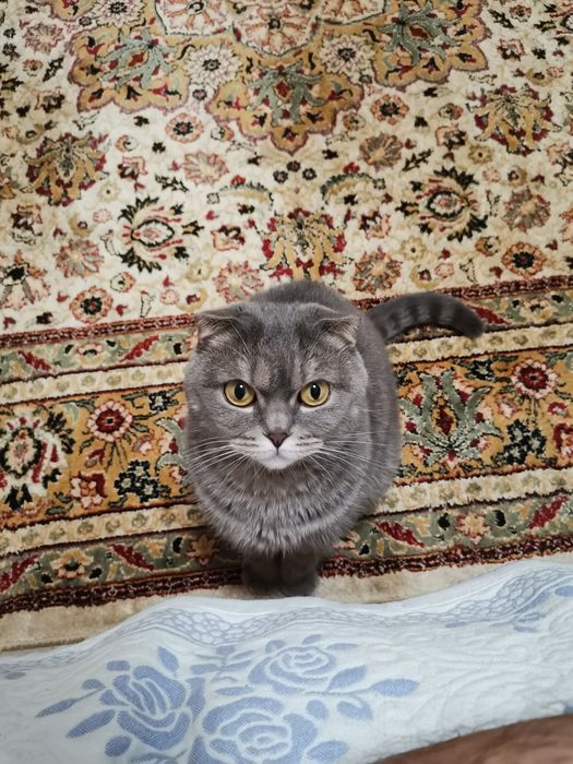 Отдам Кошку Шотландская вислоухая