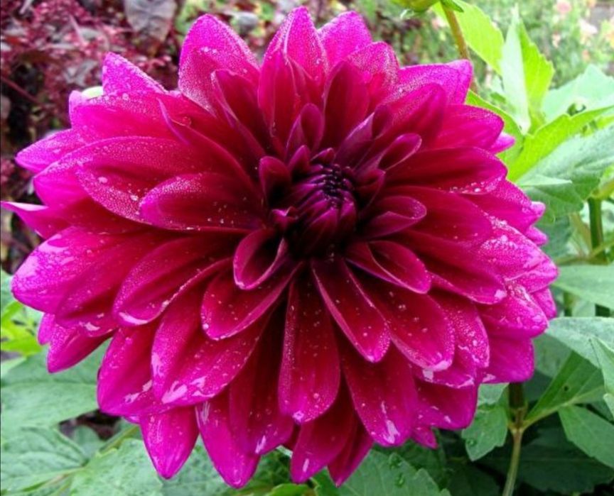 Георгины, цветы в сад