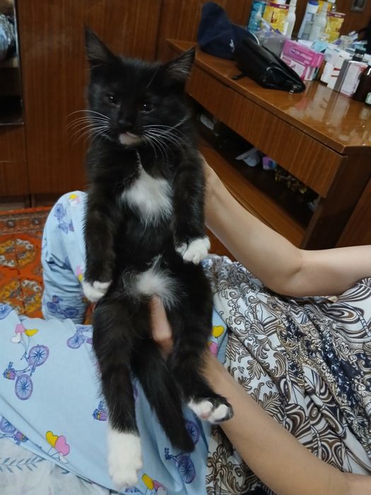 Отдам котят в хорошие, добрые руки.2серые и один черный. Игручие,актив
