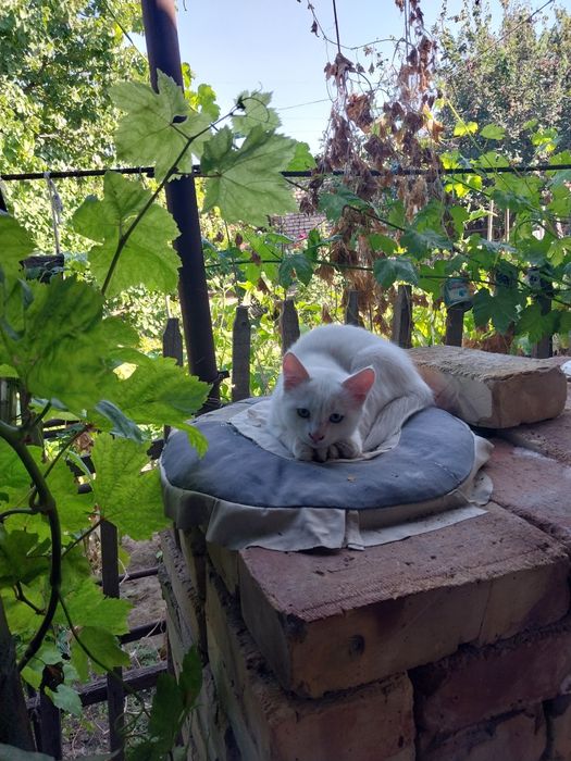 Котята белого цвета.