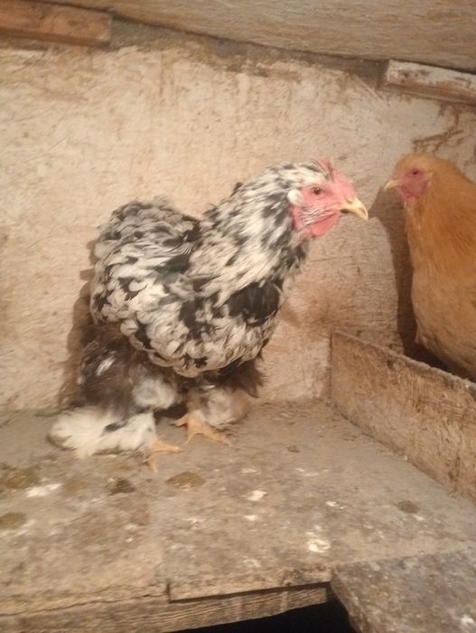 Продам кохинхин мраморный.