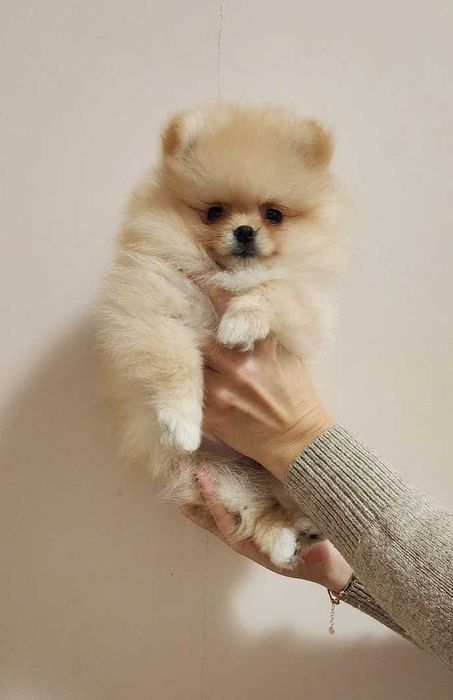 Pomeranian FCI Pedigree, tip A, Beartype, parinti campioni Romania