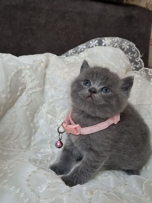 Продаються котята