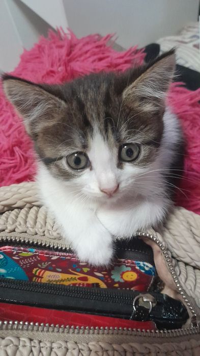 Отдам котят в добрые руки