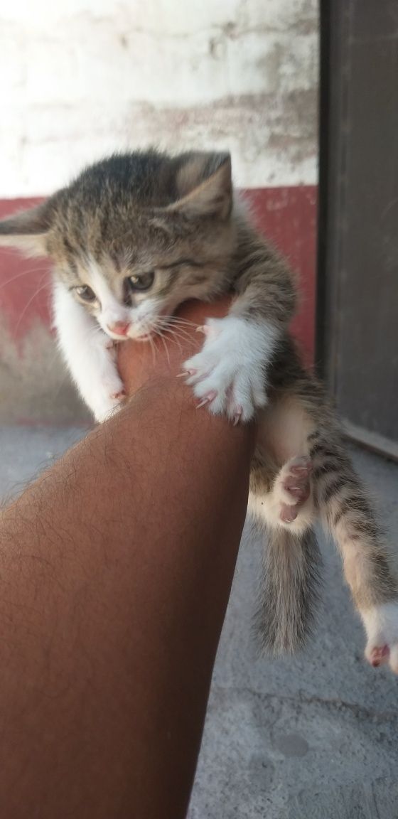 Продаётся кошки обученный
