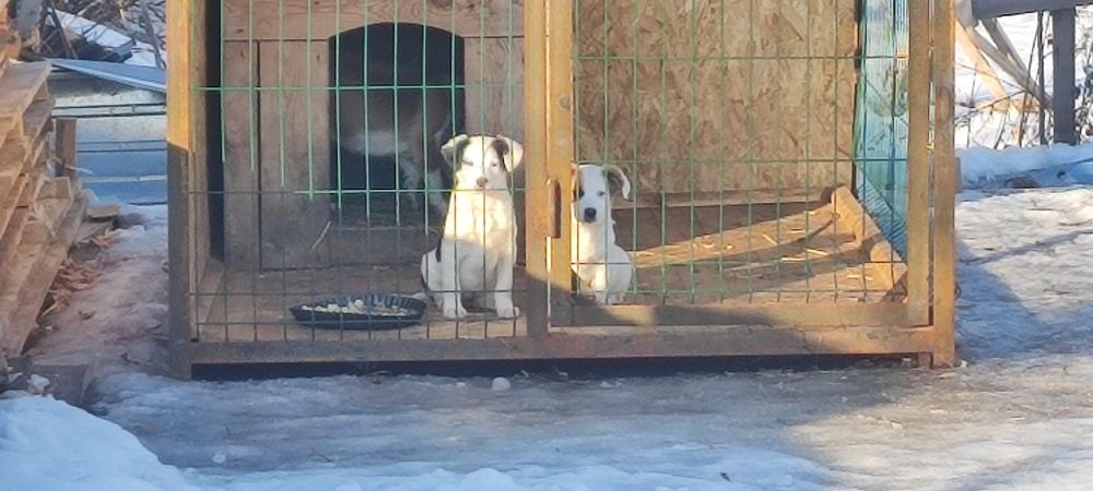 Отдам в добрые и заботливые руки щенят