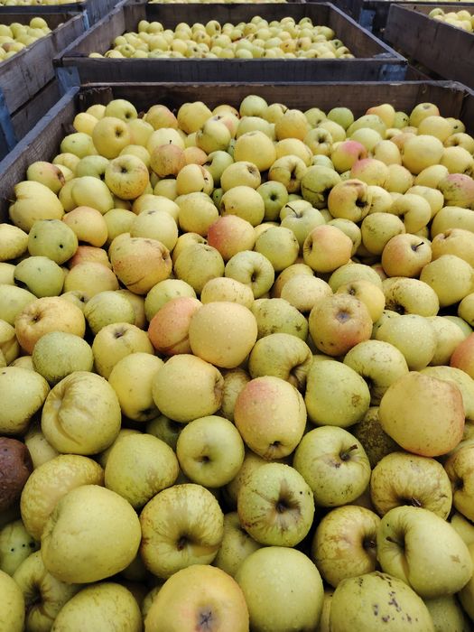 Mare golden idared și bot de epure