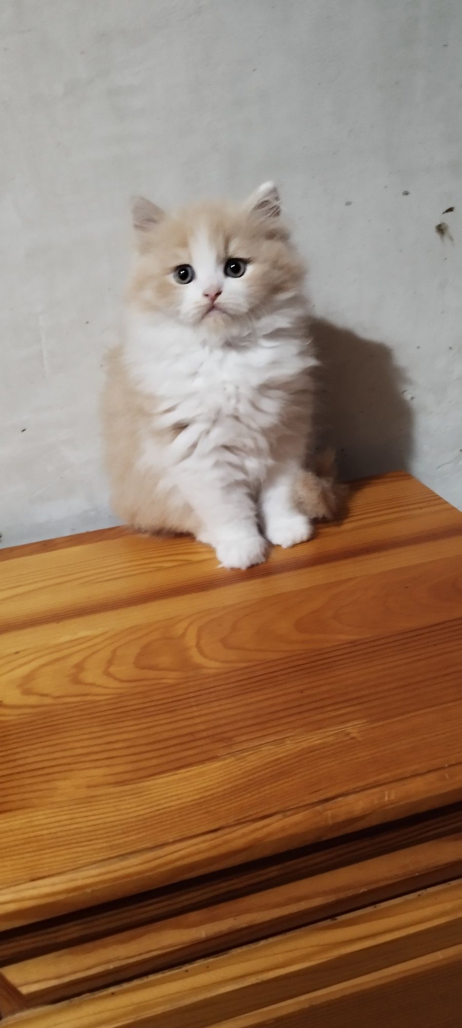 Персийски котенца