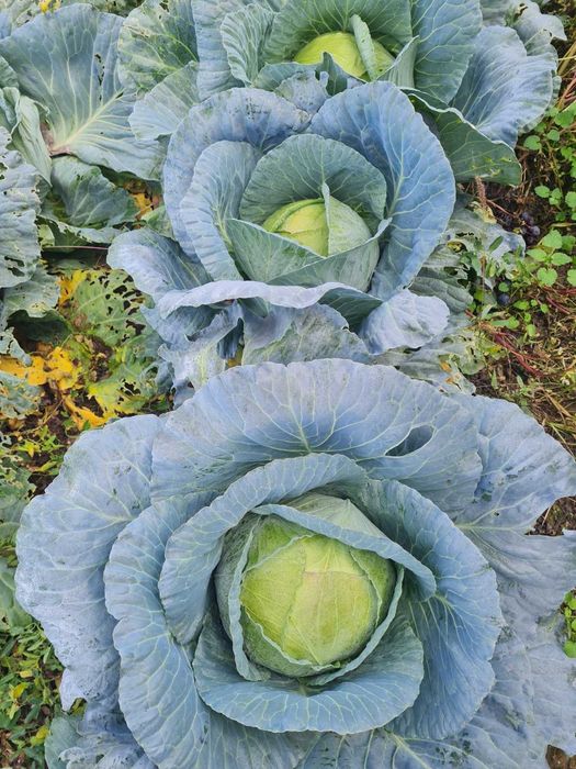 Зеле марлу 50 ст