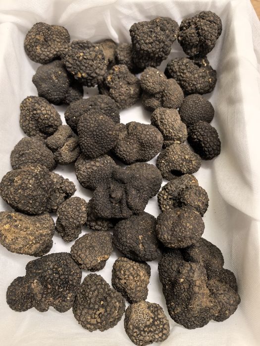 Черен есенен трюфел (Tuber Uncinatum)