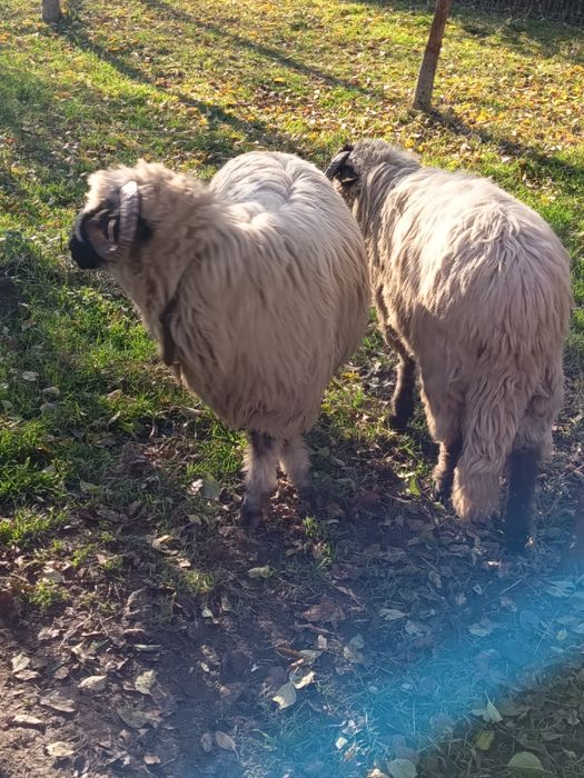Vând 2 berbecuți de anul acesta