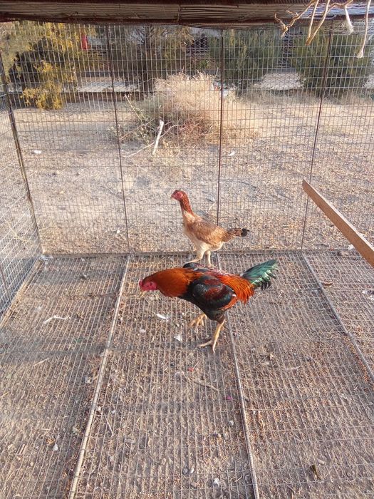 Дакан қораз сатылады тауығымен