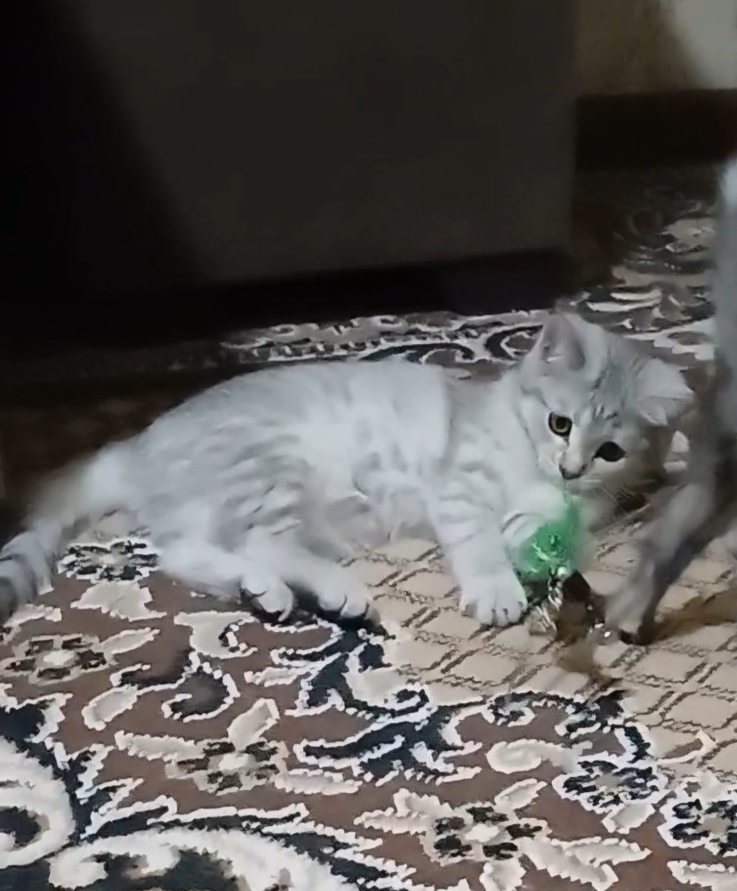 Шотландский фолд