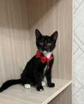 Котенку нужен дом