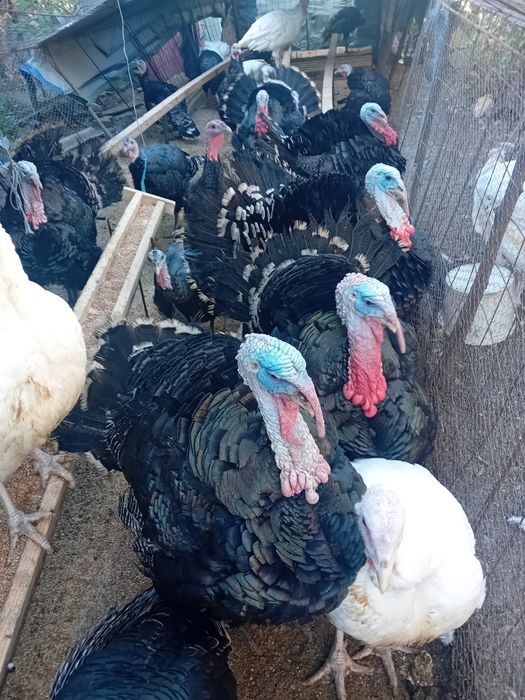 Curcani de carne de vanzare