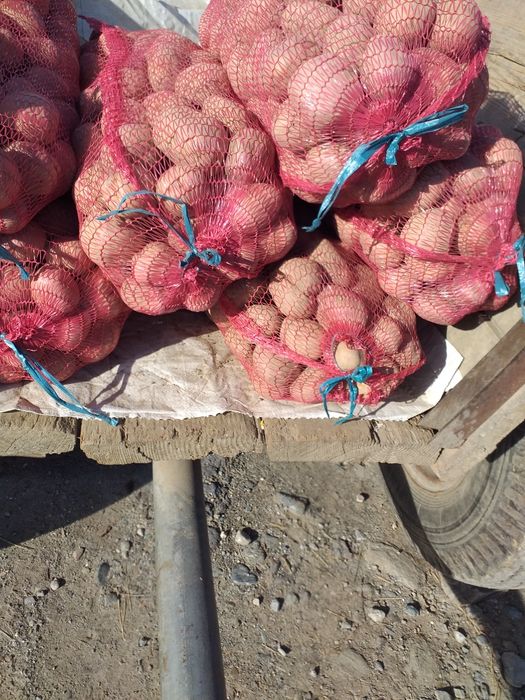 Vand cartofii de consum roșii soiul bella roza