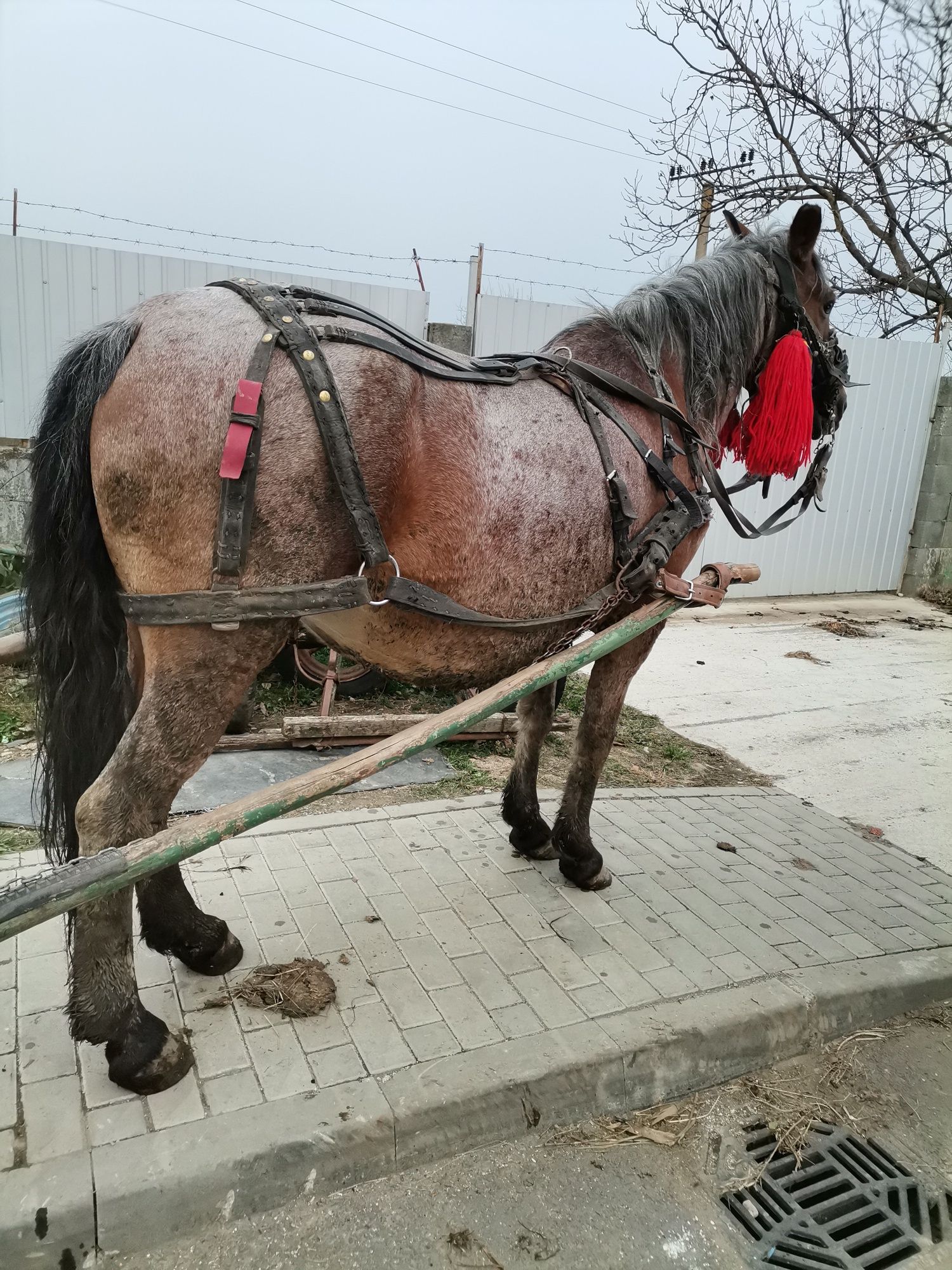 Vând sau schimb iapă și mânză