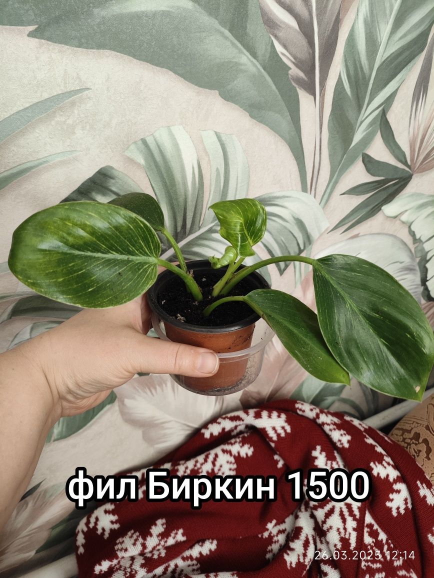 Орхидеи и не только