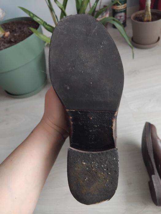 Cisme maro de la musette