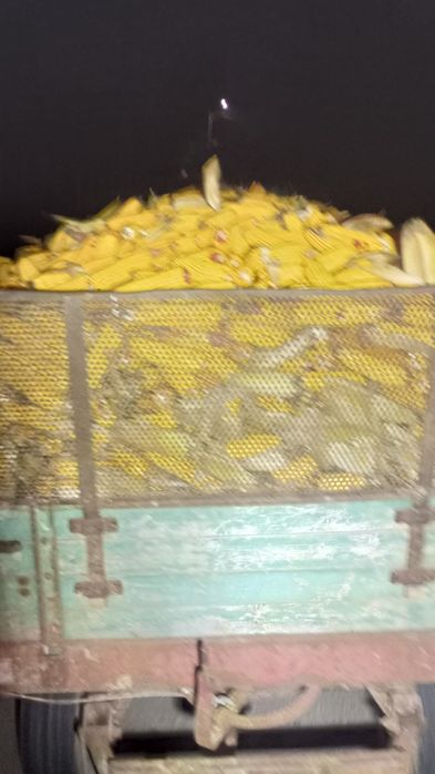 Porumb știuleți producție 2025