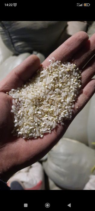 Кормовой сечка лазер күріш