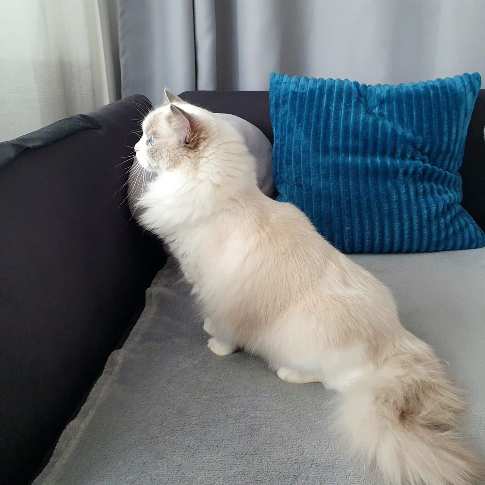 Ragdoll puiuti rasa pura, certificat pedigree FIFE