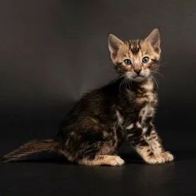 бенгальский котёнок девочка