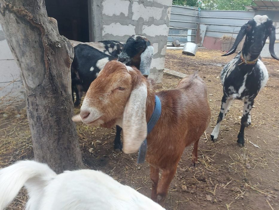 Țap anglo-nubian de vanzare