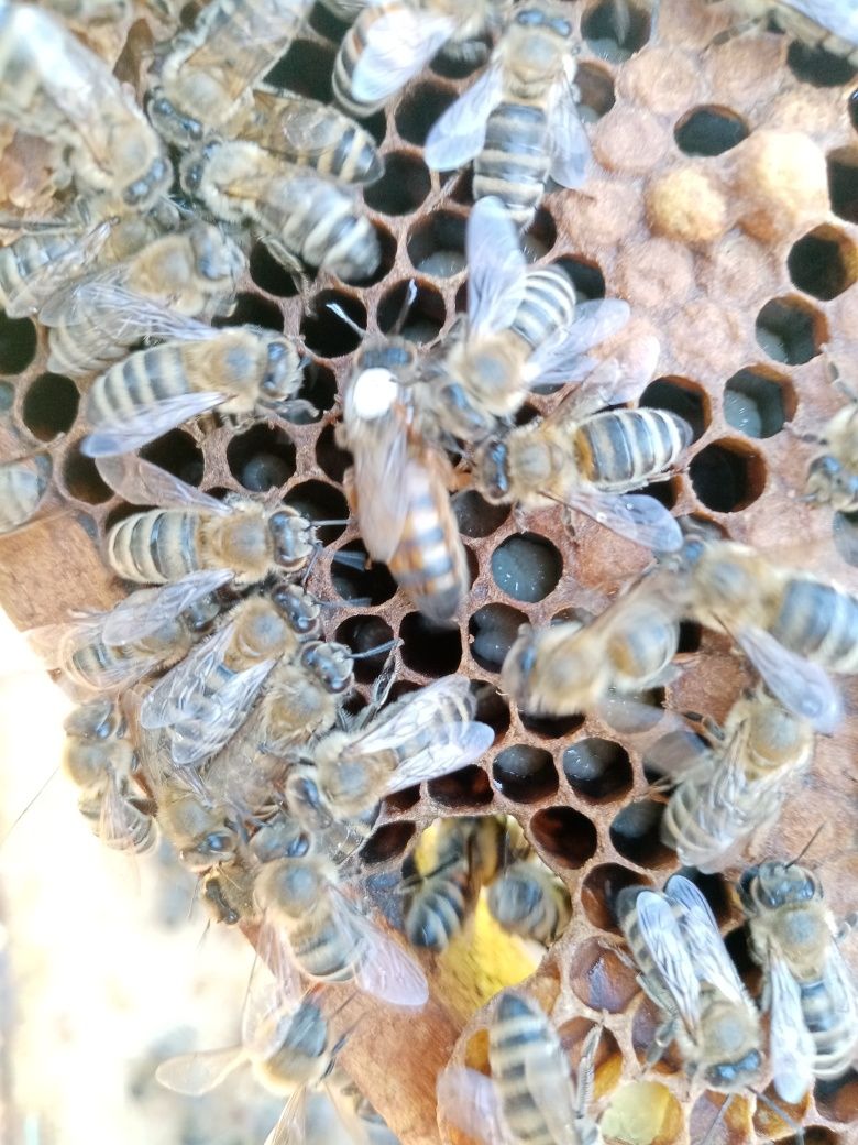 Пчелни майки и отводки сезон 2024