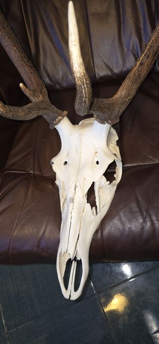 Trofeu coarne cerb