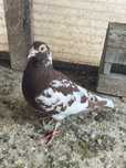 Vand porumbei meulemans