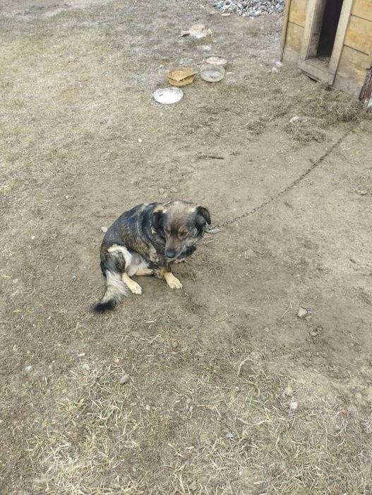 Отдам собаку в добрые руки