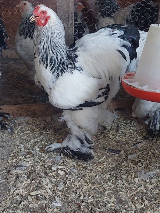Tineret brahma și cochinchina